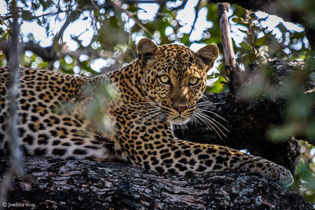 Nyerere_National_Park_leopard