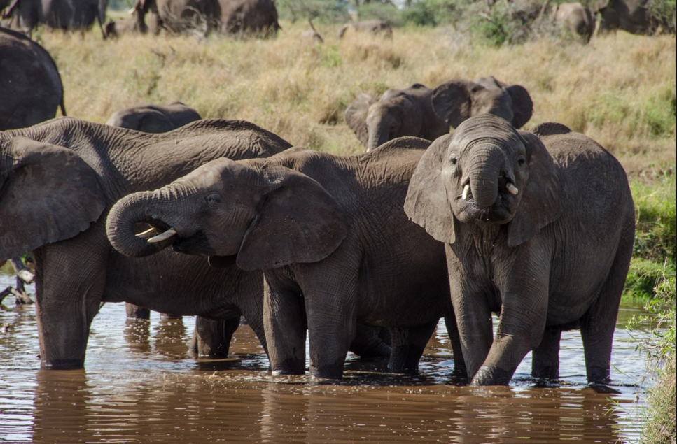 Elephant In Tanzania